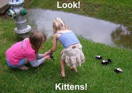 Look, kittens!