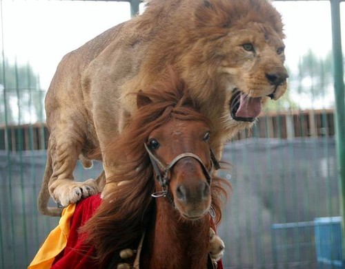 Lion likes to get around by riding his horse