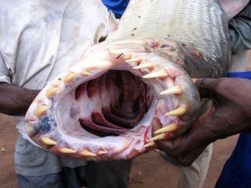Huge fish looks like it could be a man eater