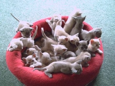 Kittens a plenty