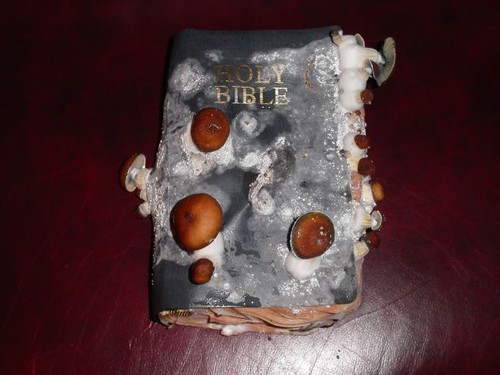 Shroomy bible