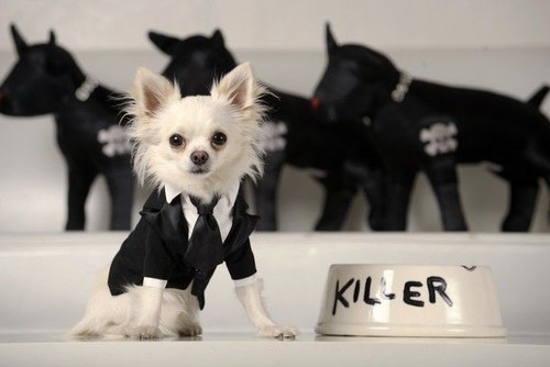 "Killer" the dog