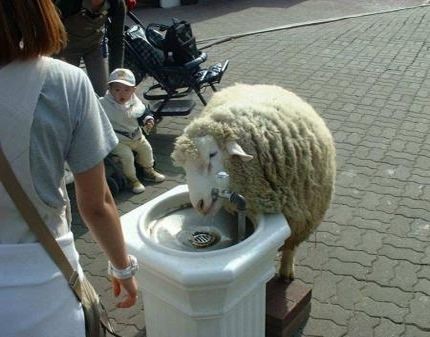 Sometimes sheep need to grab a quick drink too