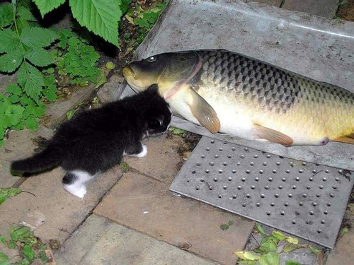 Kitten doesn't know what to do with this big fish