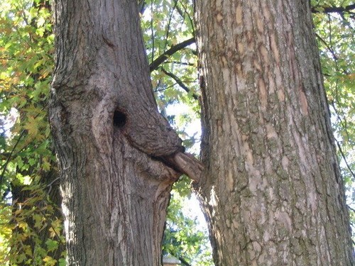 Tree sex