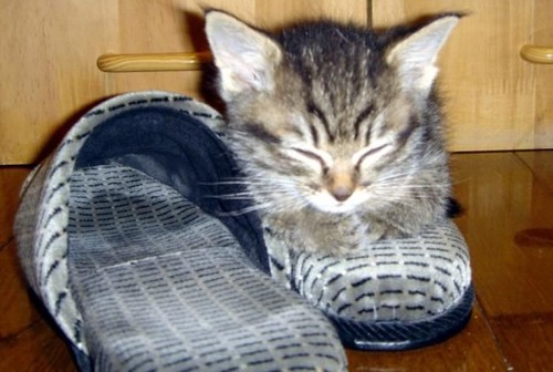 Snuggled up inside the cat slipper