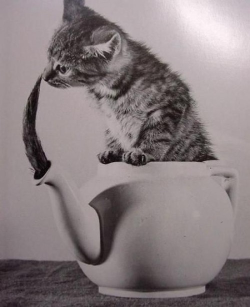 Kitty in a teapot