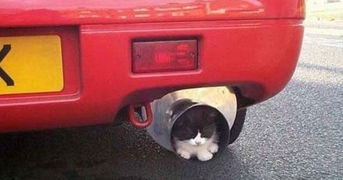 Kitten loves the exhaust