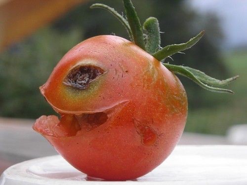 What a happy tomato!
