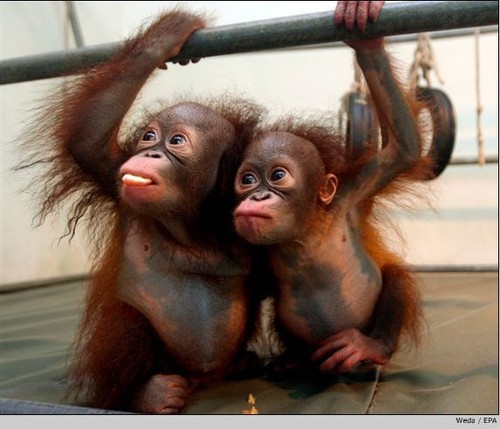 Cute little orangutans