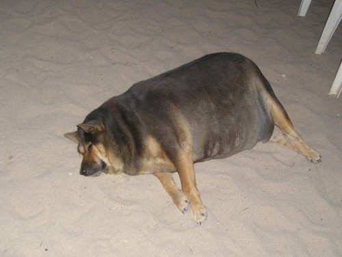 Fat freaking dog