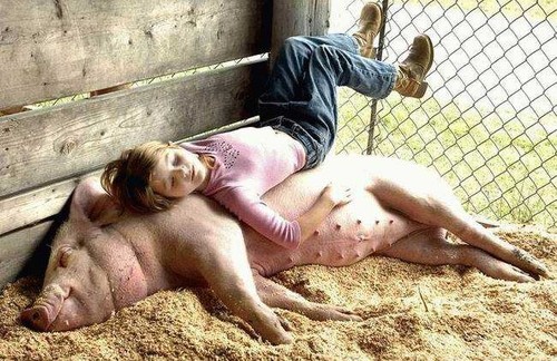 Taking a pig nap