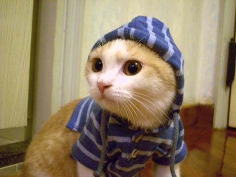 This cat is quite cute in his little sweatshirt.