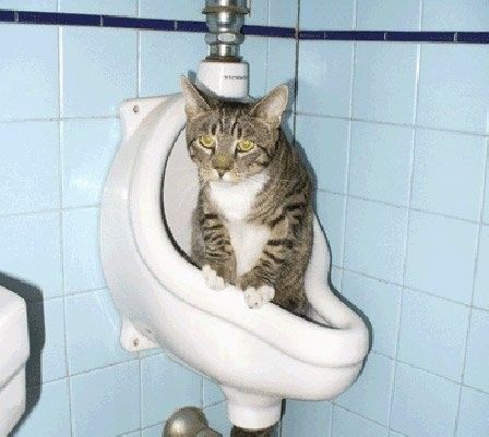 When this cat needs to go, he uses the urinal