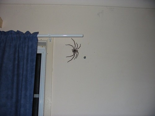 Sweet lord, I hope that's just a tiny house and a normal sized spider