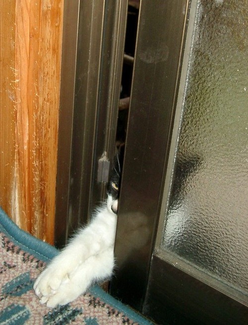The kitty wants to come inside!