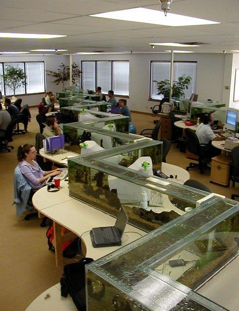 Awesome office has a office-wide fishtank