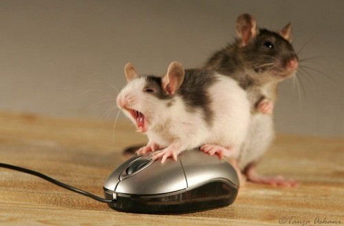 Mice and their mice