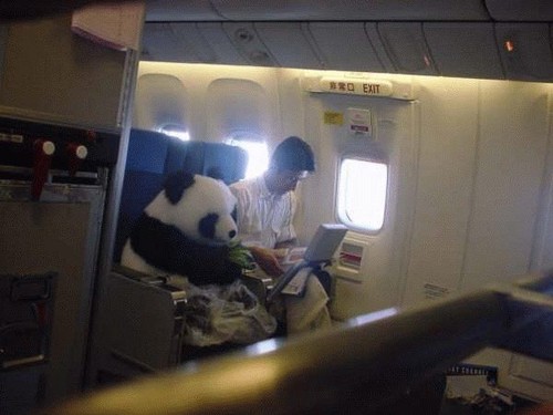 Dude goes traveling with his...panda bear?