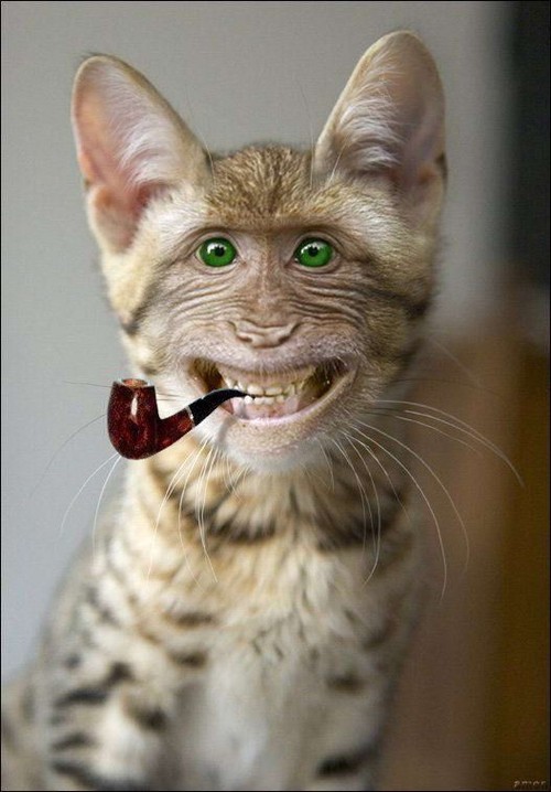 Scary photoshopped cat