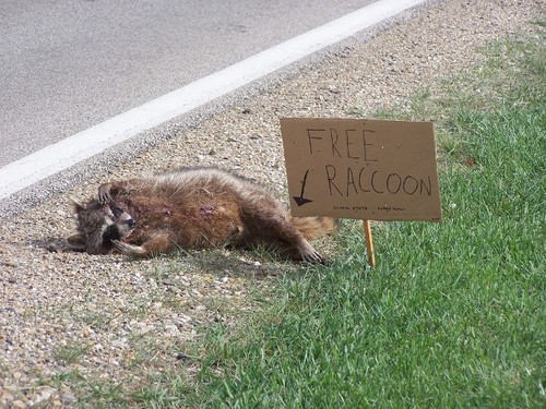 Free Raccoon