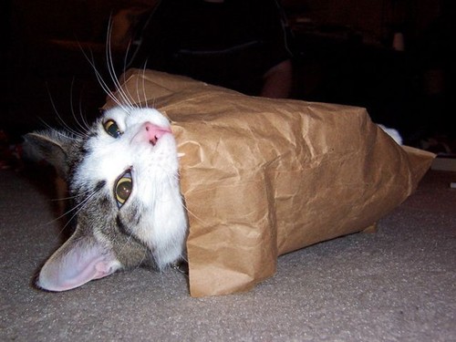 Cat in the Bag!