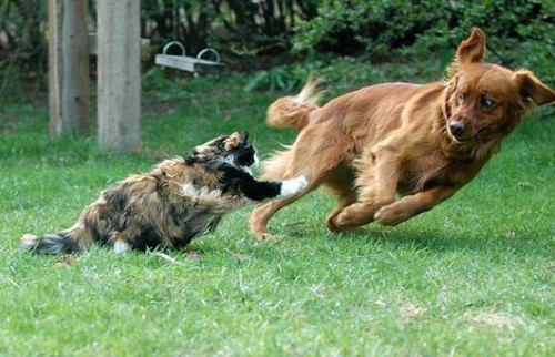 Fierce cat chasing a dog