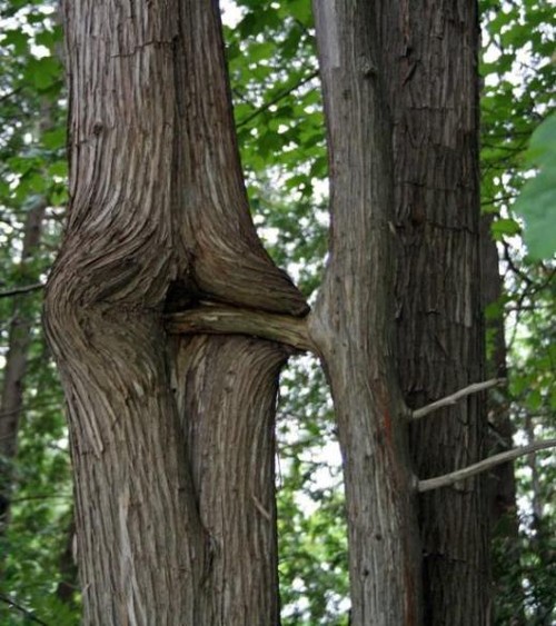 Trees Having Sex