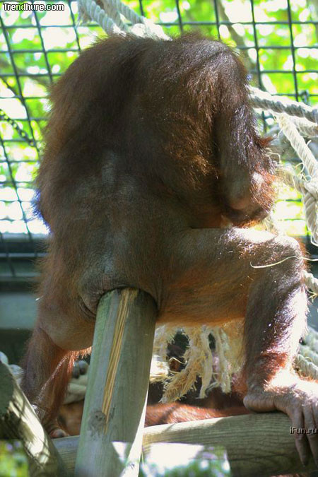 Orangutan Pole Butt