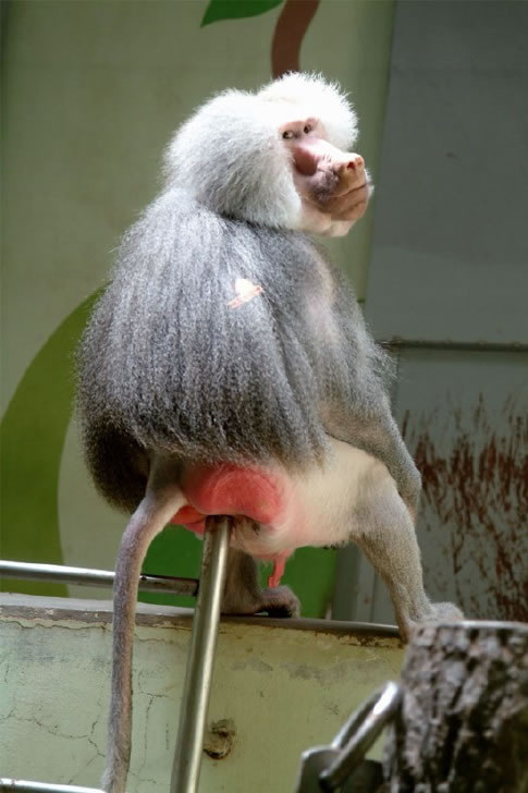 Baboon Stick Butt
