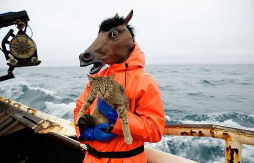 Horse Holding A Cat