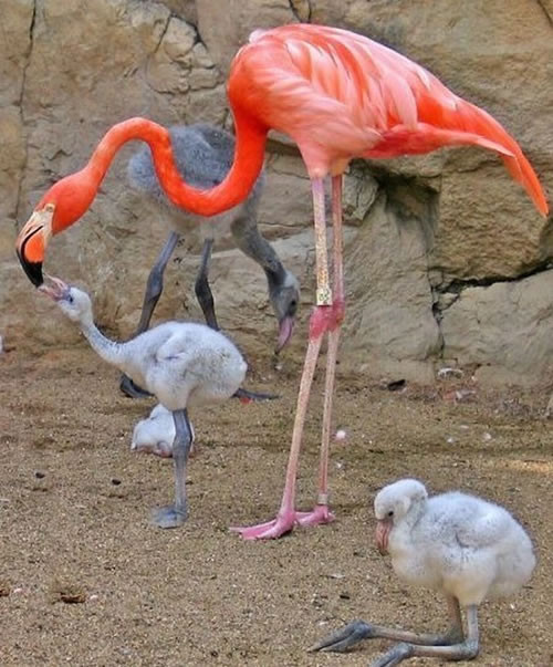 Baby Flamingos Are Ugly