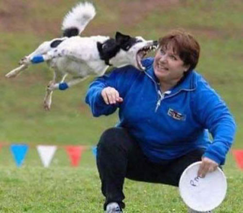 Revenge Of Frisbee Dog