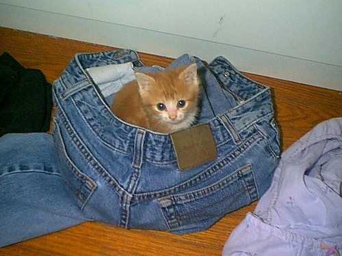 Silly kitten, those pants are far too big for you!