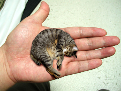world's smallest cat