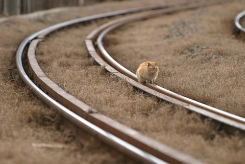 get off the tracks, kitty!