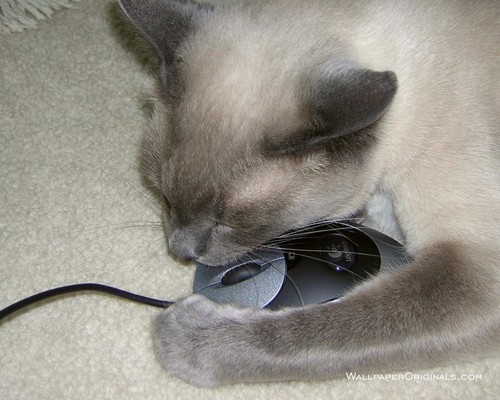 cat attacking a mouse