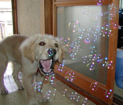 Puppy vs. Bubbles