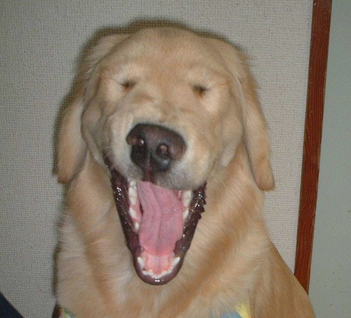 Yawn Dog