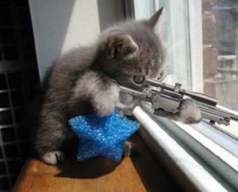 Kitty sniper
