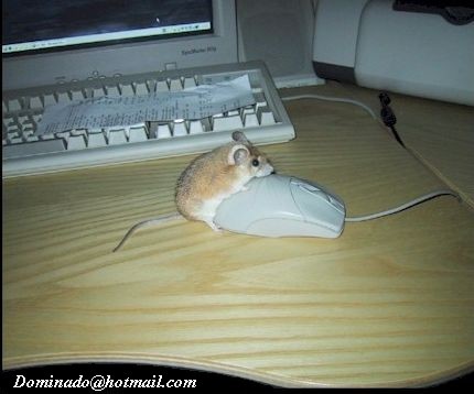are those two mice having sex?
