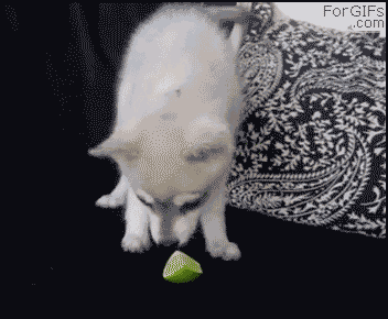 Cute Puppy's First Taste Of Lime