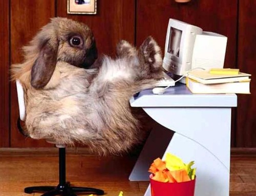 Office Rabbit