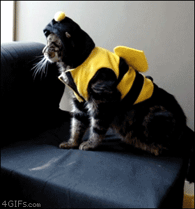 Cat Bumblebee Hybrid