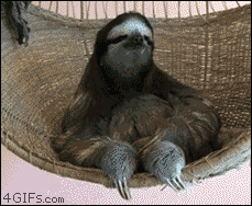 Sloths Are So Damn Chill!