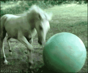 Horse Vs. Swiss Ball