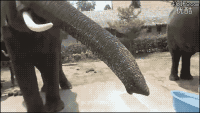 Elephant's Unusual Diet