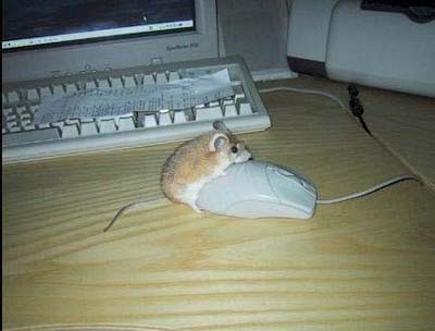 Mouse on Mouse Action