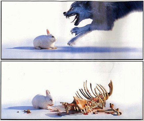 Bunny vs Wolf