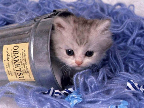 Kitten in a Can